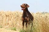 DOBERMANN 1019